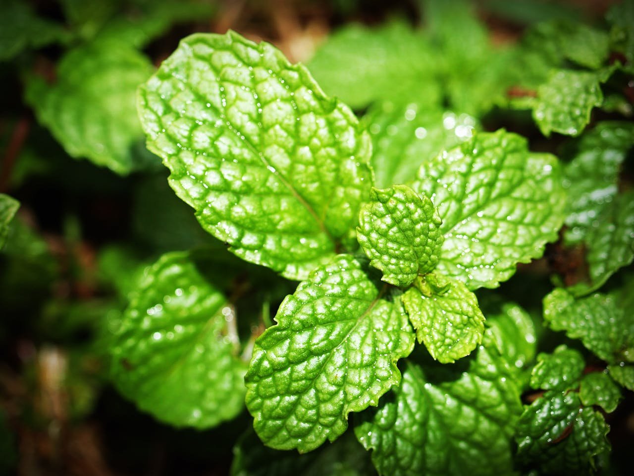 Benefícios das plantas repelentes